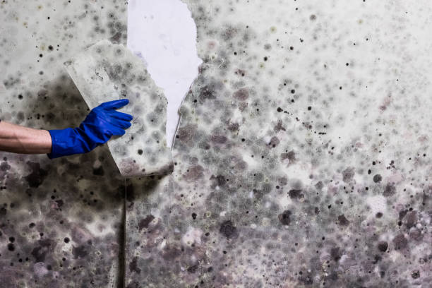 Best Crawl Space Mold Removal  in Accokeek, MD